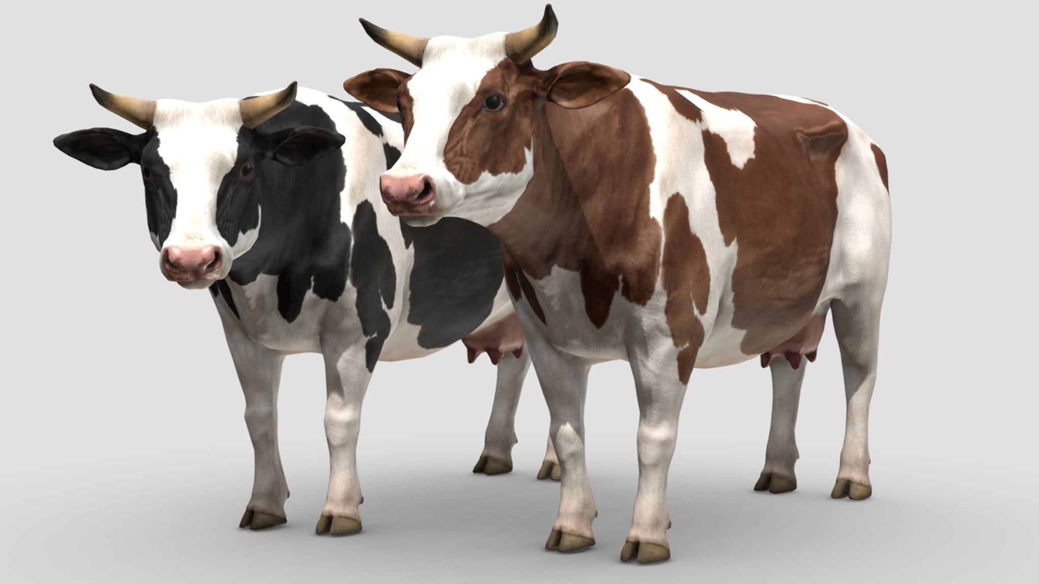 Cow family Low-poly 3D model_2