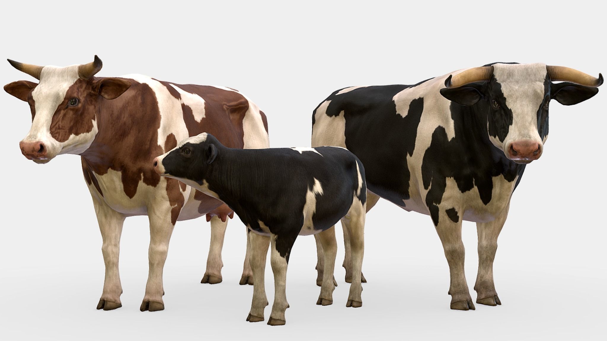 Cow family Low-poly 3D model_1