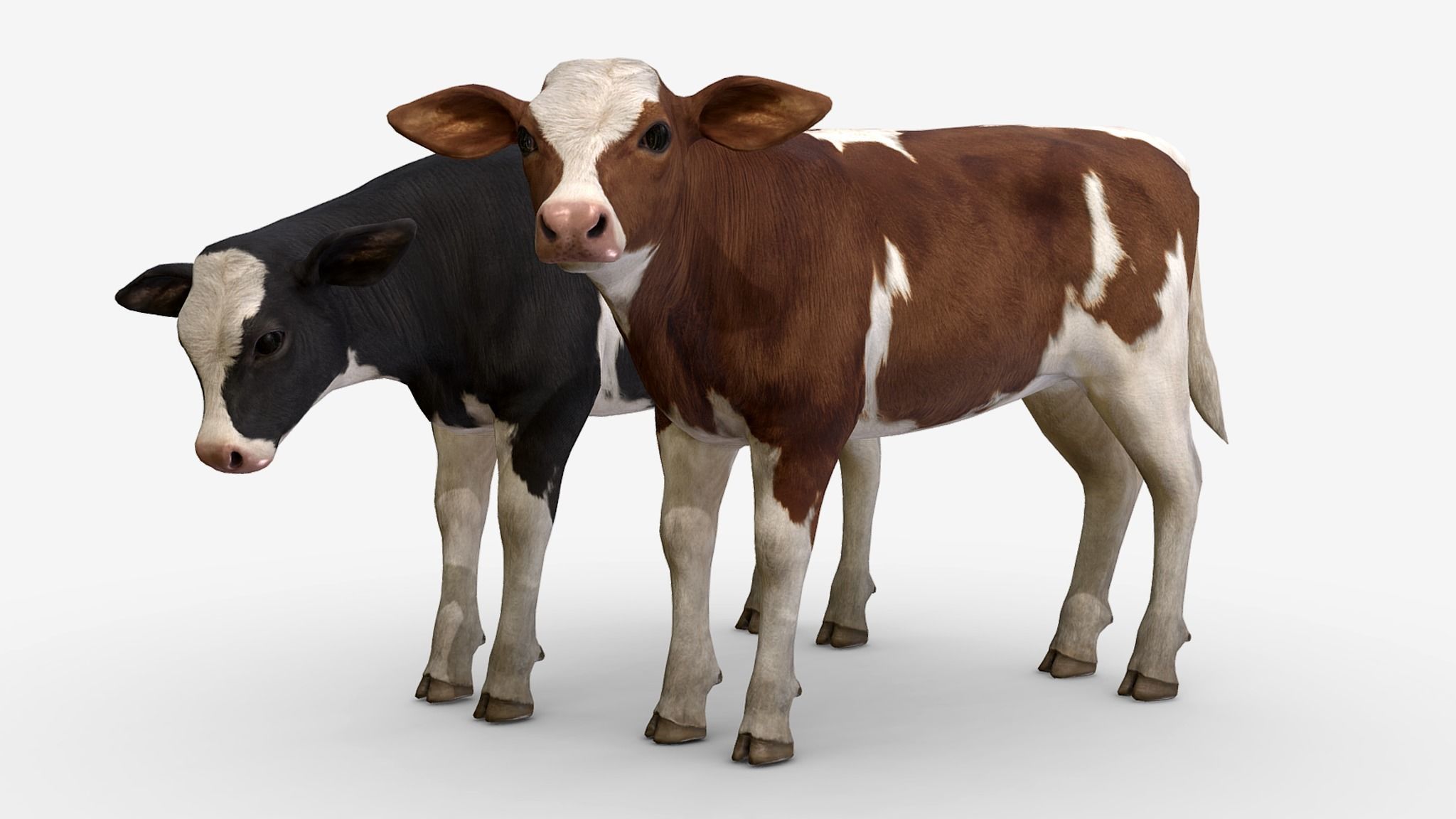 Cow family Low-poly 3D model_13