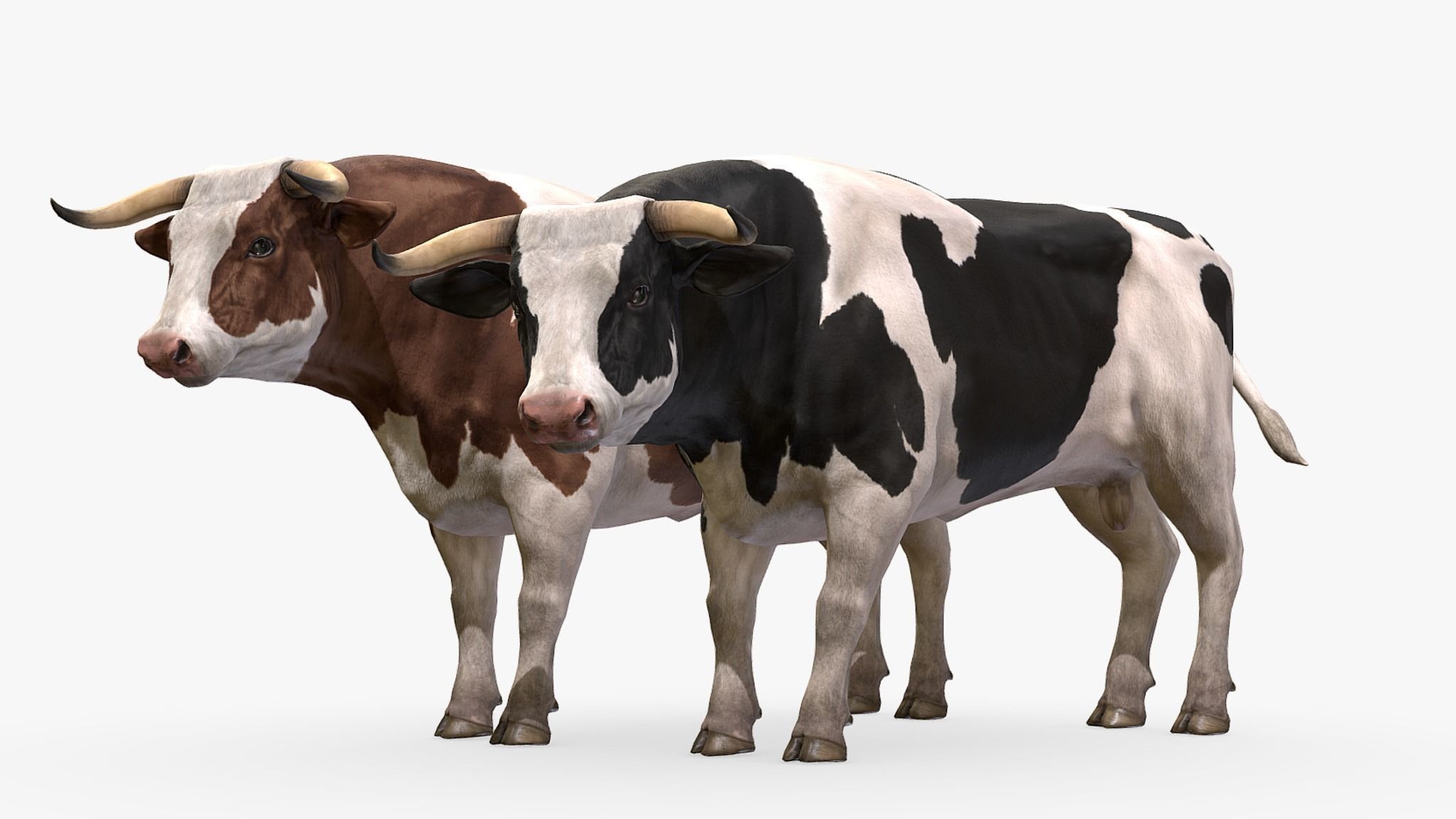 Cow family Low-poly 3D model_8