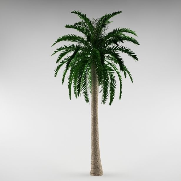 Palm tree 01 3D model_1