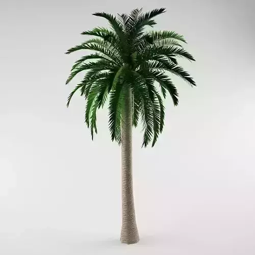 Palm tree 01