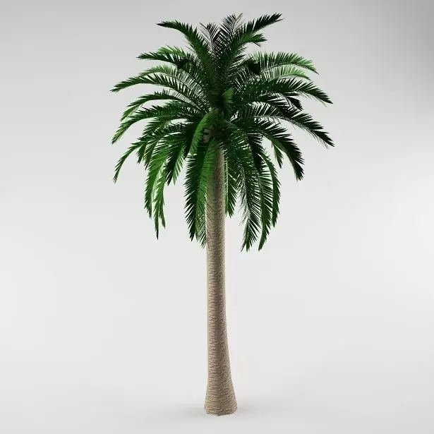 Palm tree 01 3D model_0