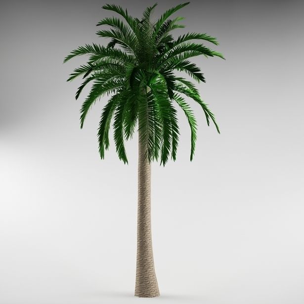 Palm tree 01 3D model_2