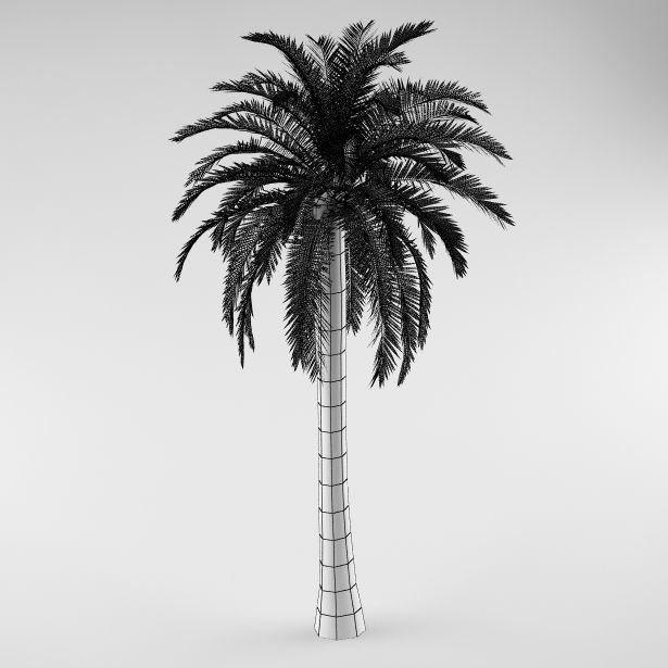 Palm tree 01 3D model_4