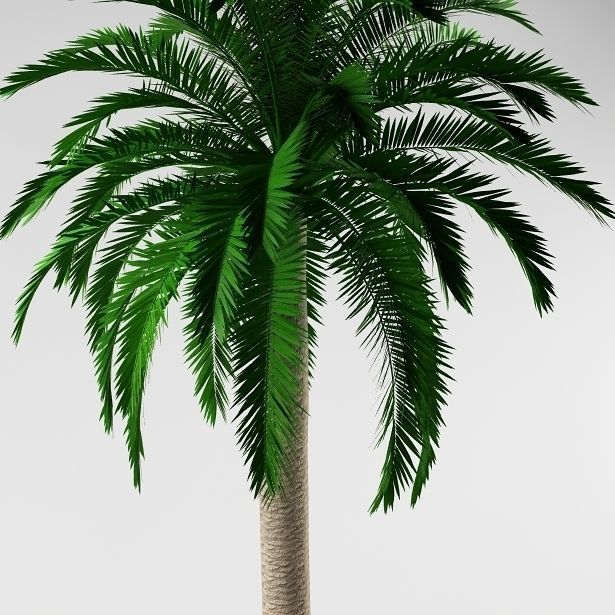 Palm tree 01 3D model_3