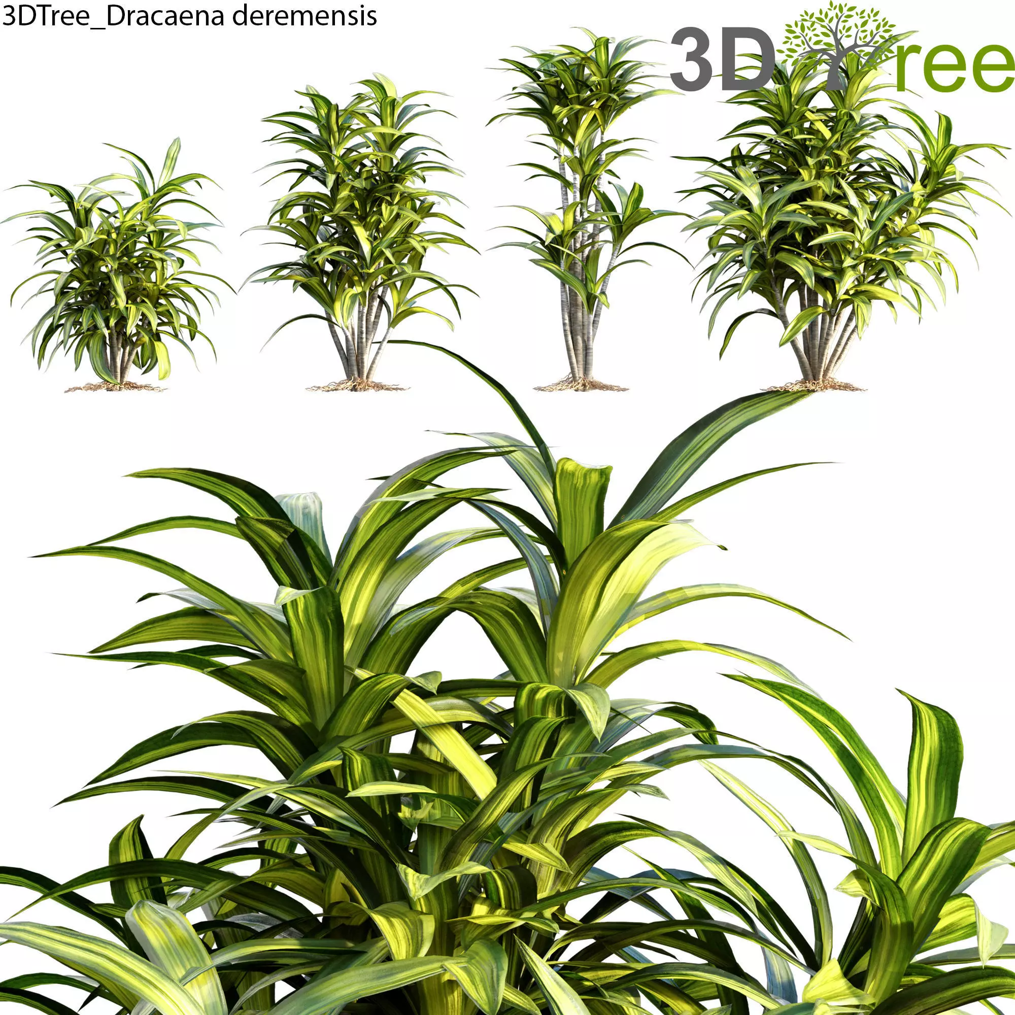 Dracaena deremensis 01 Low-poly 3D model_0