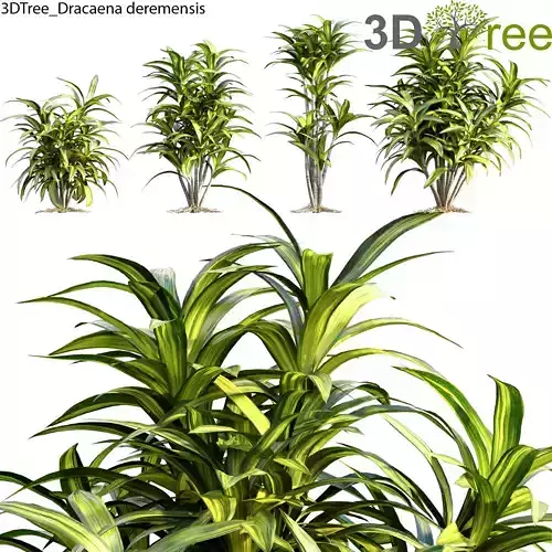 Dracaena deremensis 01 Low-poly 3D model