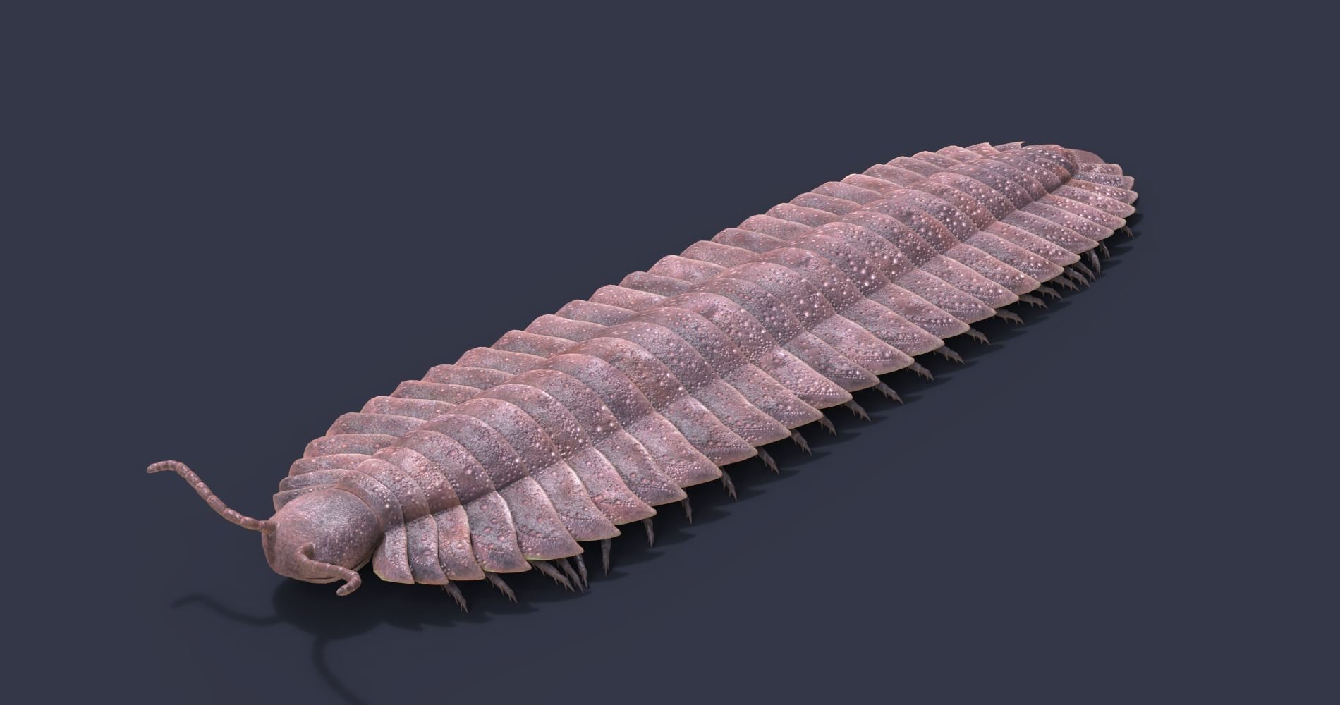 Extinct animals pack version 7 3D model_92