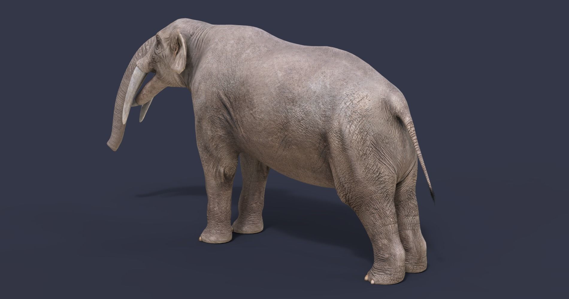 Extinct animals pack version 7 3D model_47