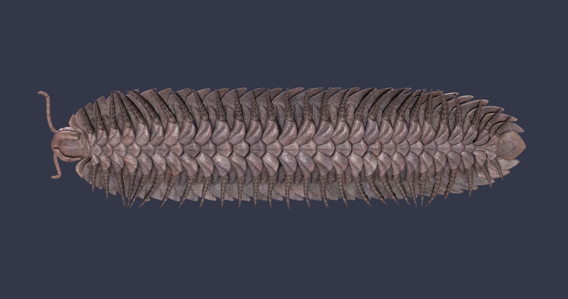 Extinct animals pack version 7 3D model_93