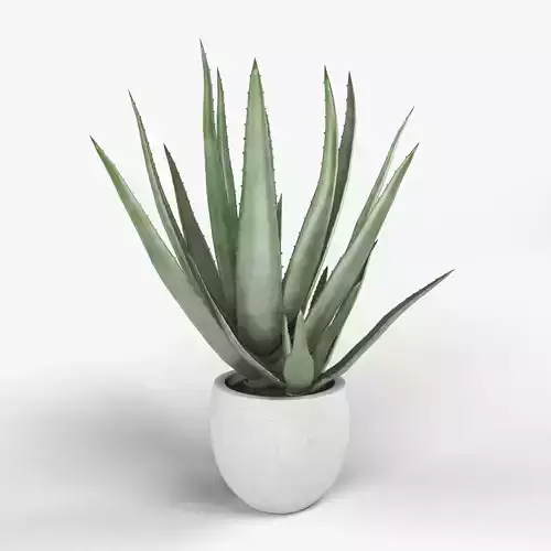 ALOE VERA