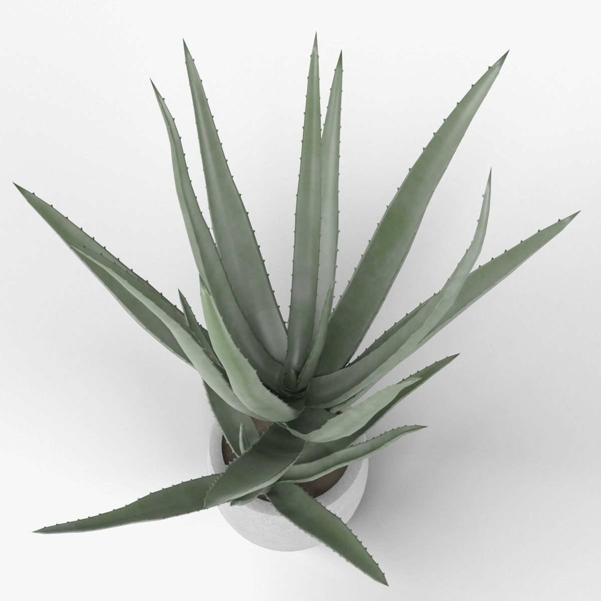 ALOE VERA 3D model_2