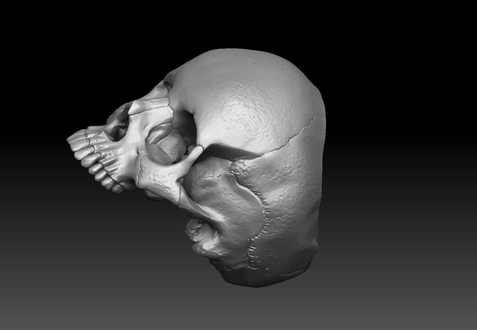 skull ring anatomically correct 3D print model_1