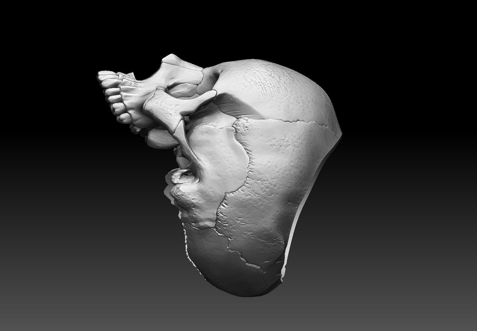 skull ring anatomically correct 3D print model_3