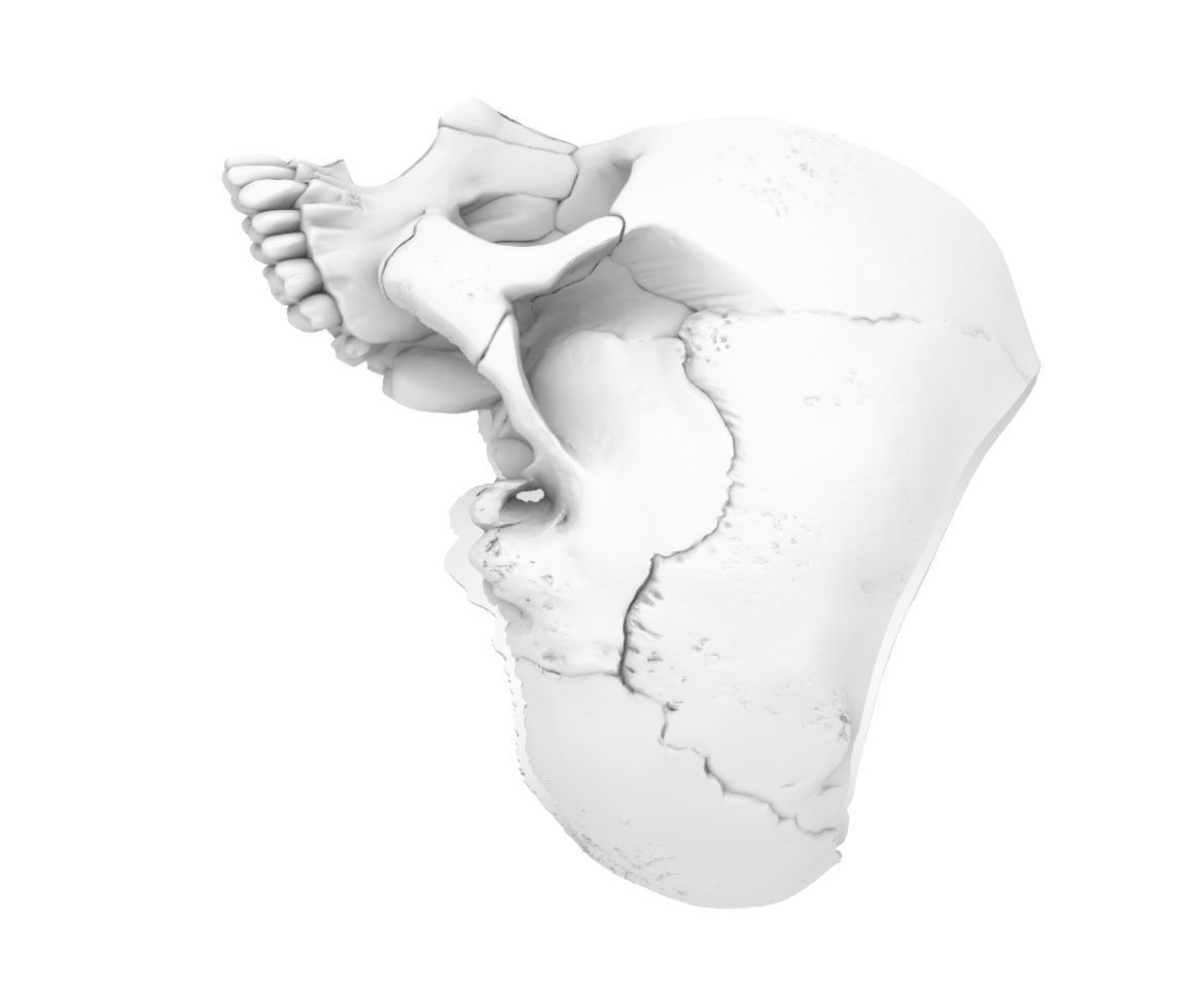 skull ring anatomically correct 3D print model_2