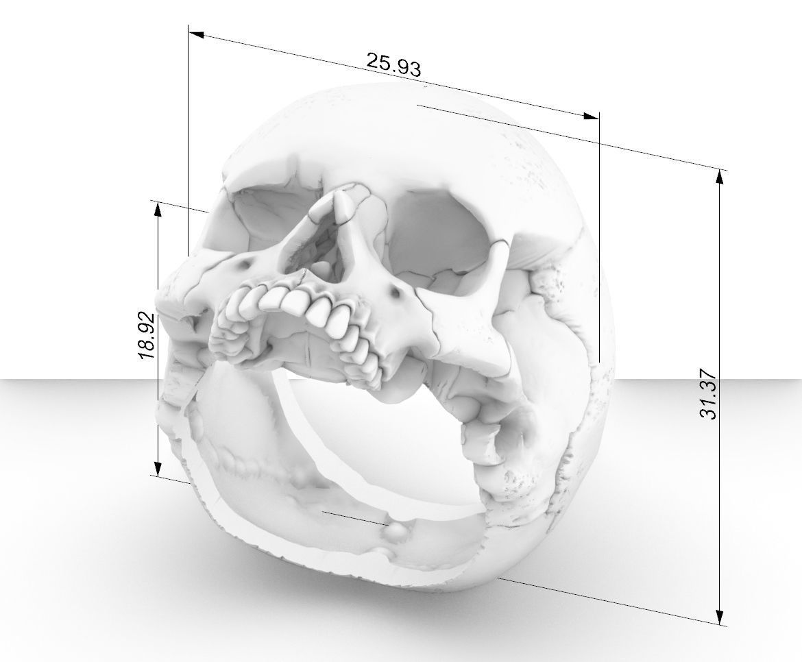 skull ring anatomically correct 3D print model_6