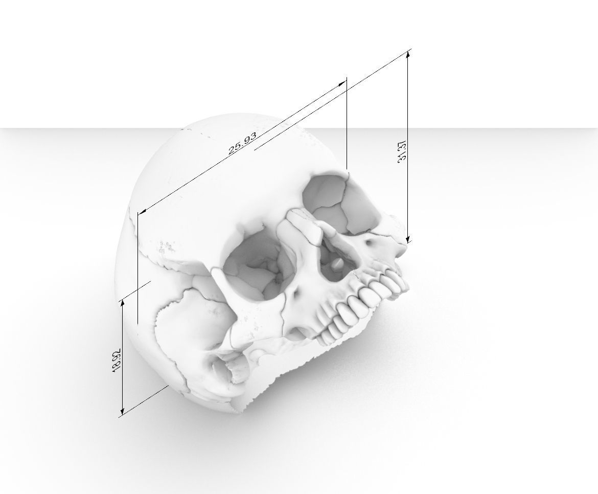 skull ring anatomically correct 3D print model_7