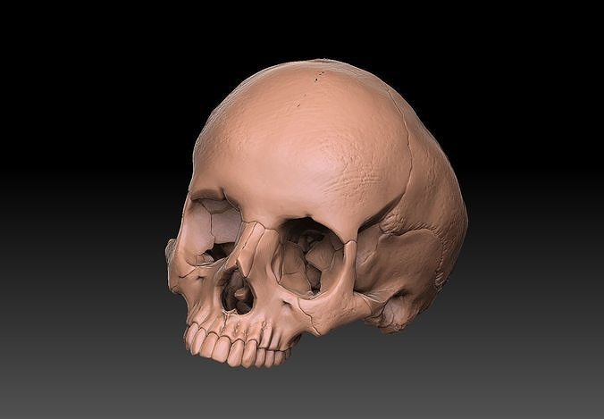 skull ring anatomically correct 3D print model
