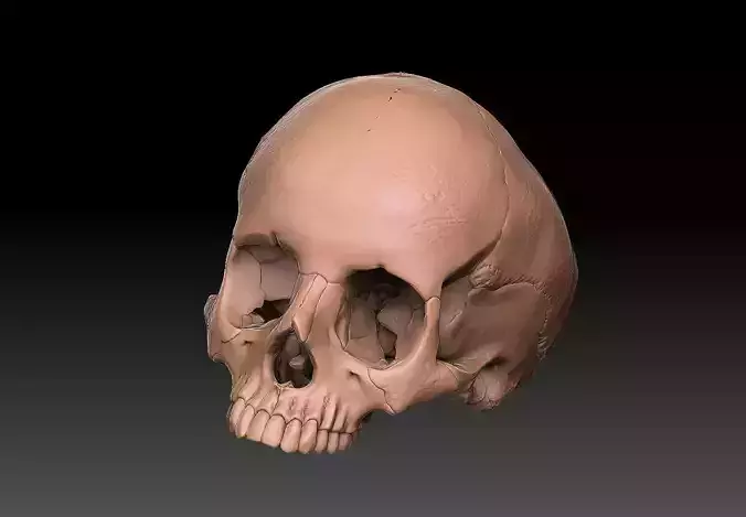 skull ring anatomically correct 3D print model