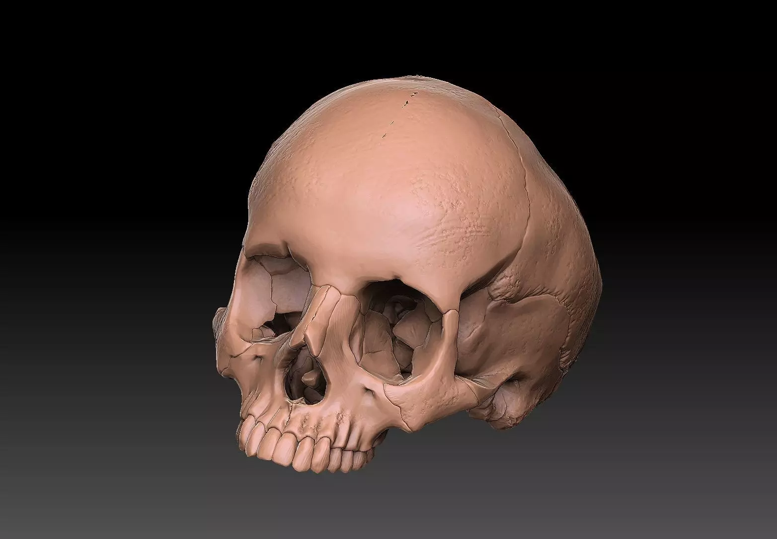 skull ring anatomically correct 3D print model_0