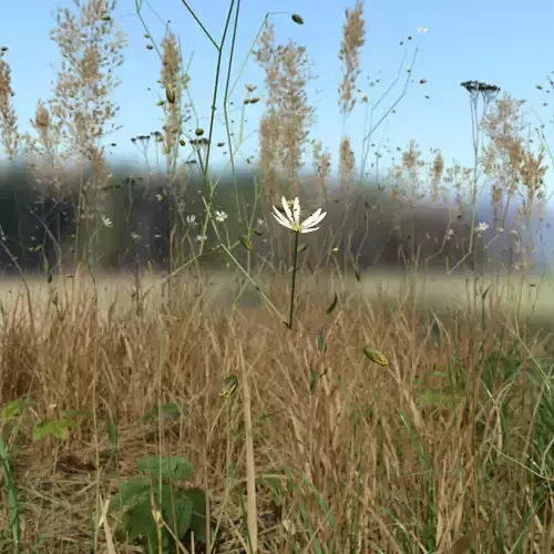 Grass Leaf Starwort Meadow Patch 3D model
