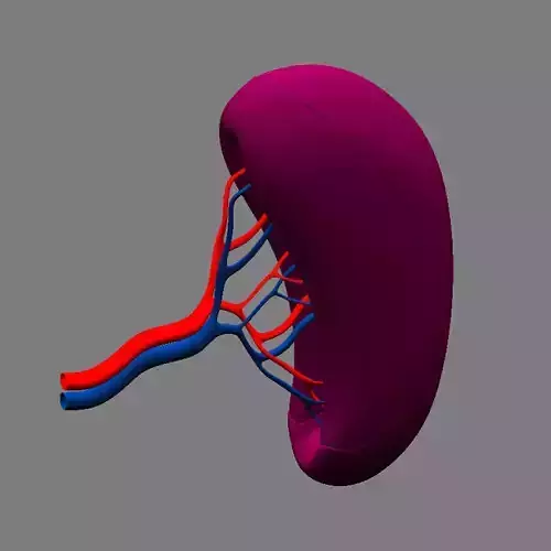 Spleen Basic 3D model