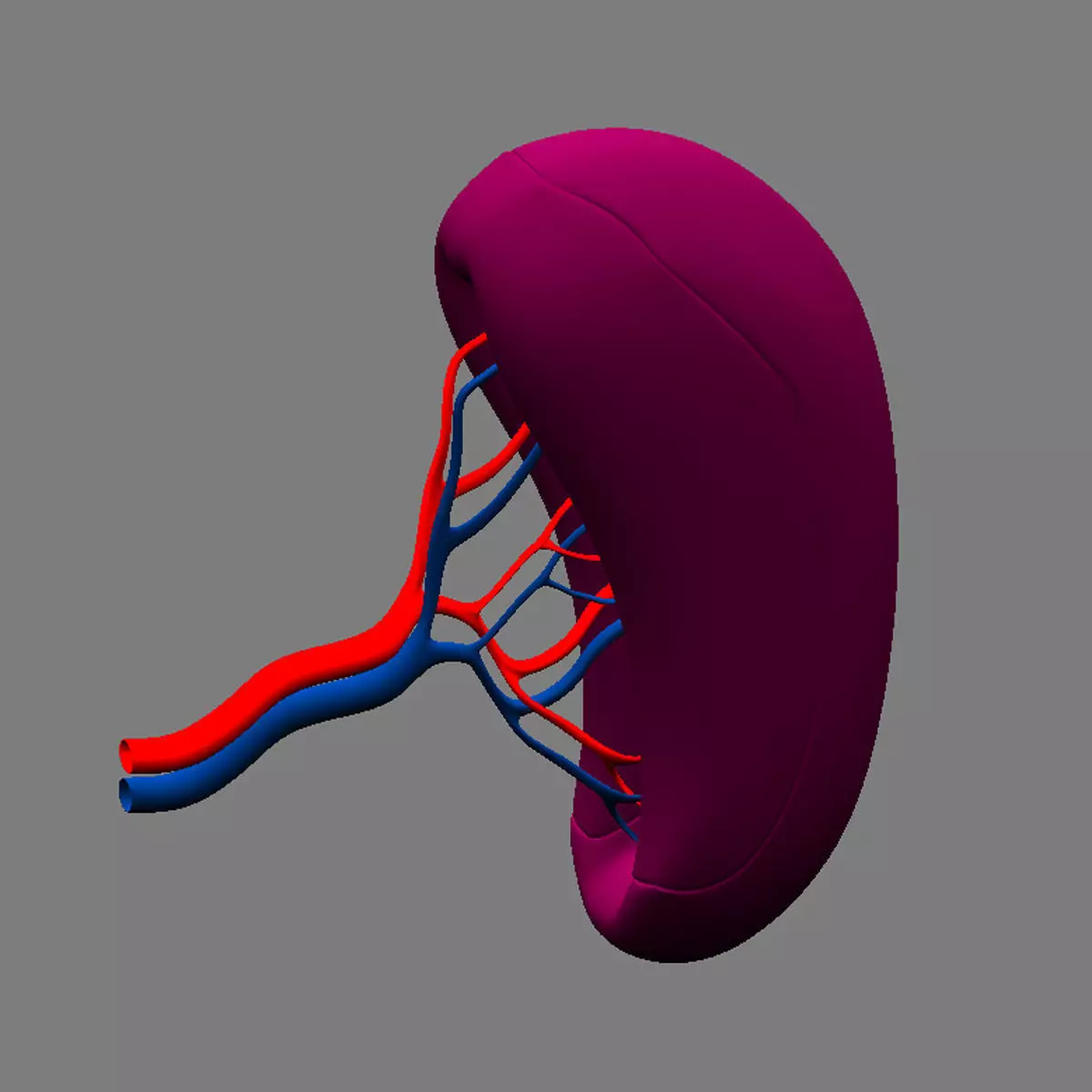 Spleen Basic 3D model_0