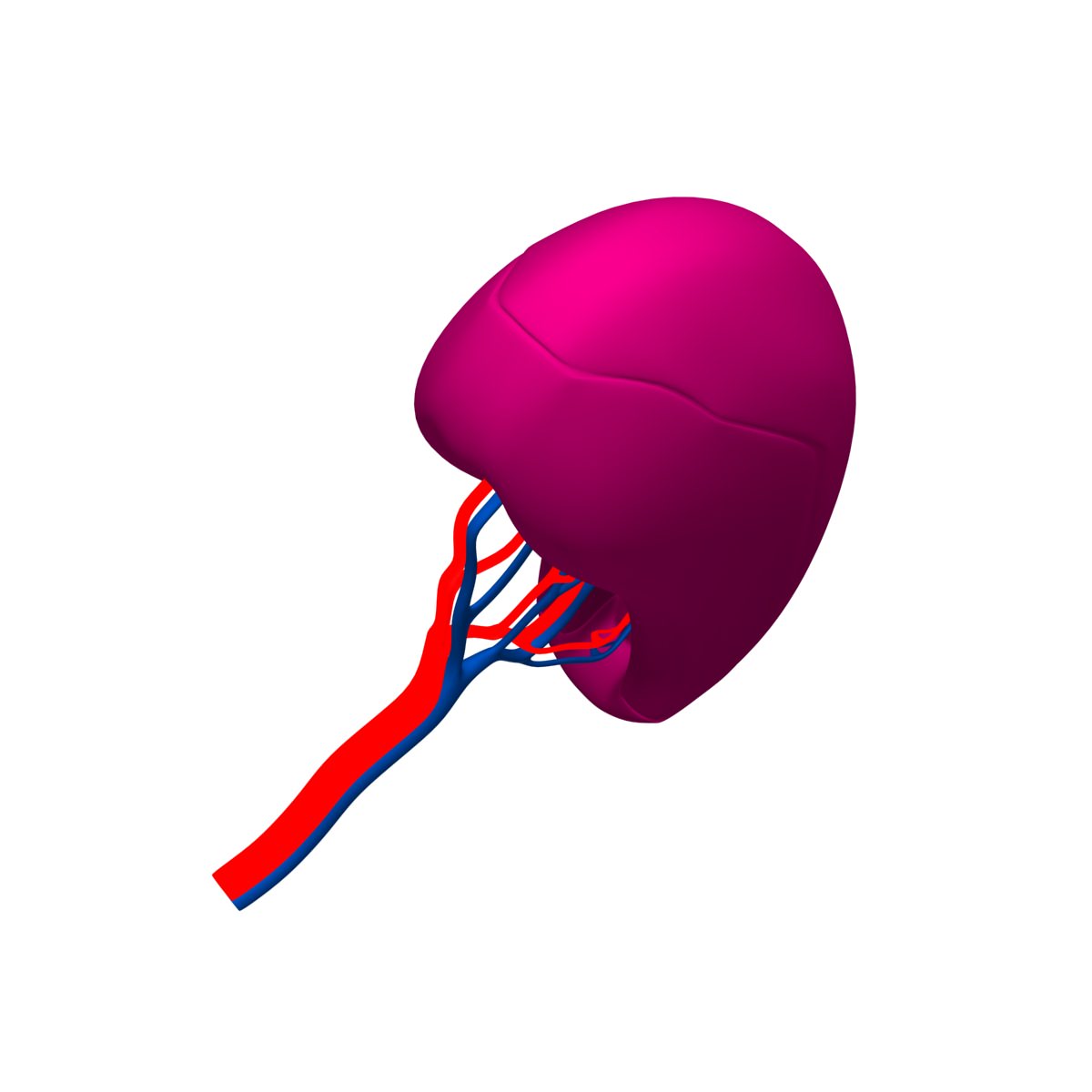Spleen Basic 3D model_5