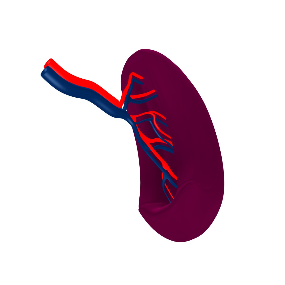 Spleen Basic 3D model_4