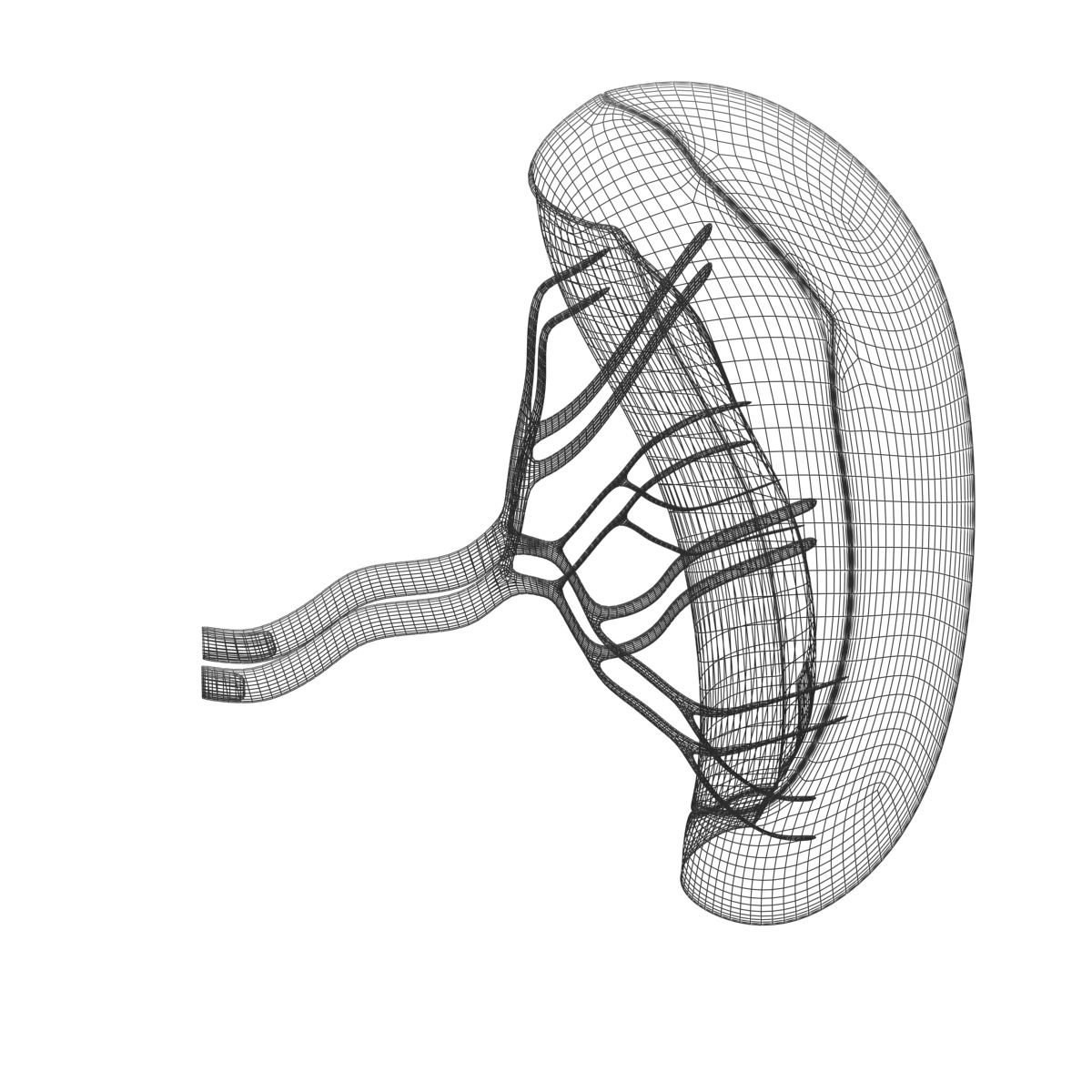 Spleen Basic 3D model_7