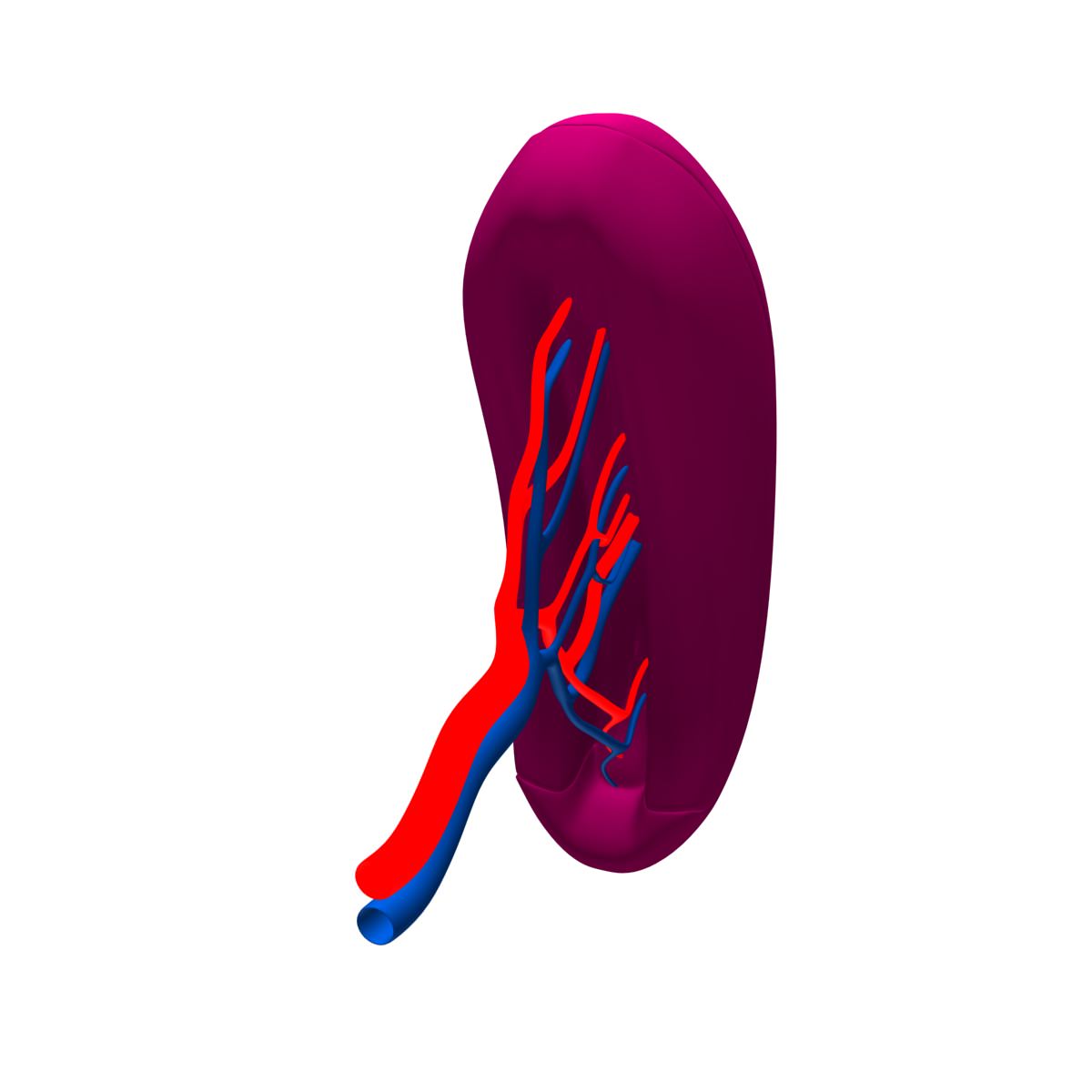 Spleen Basic 3D model_1