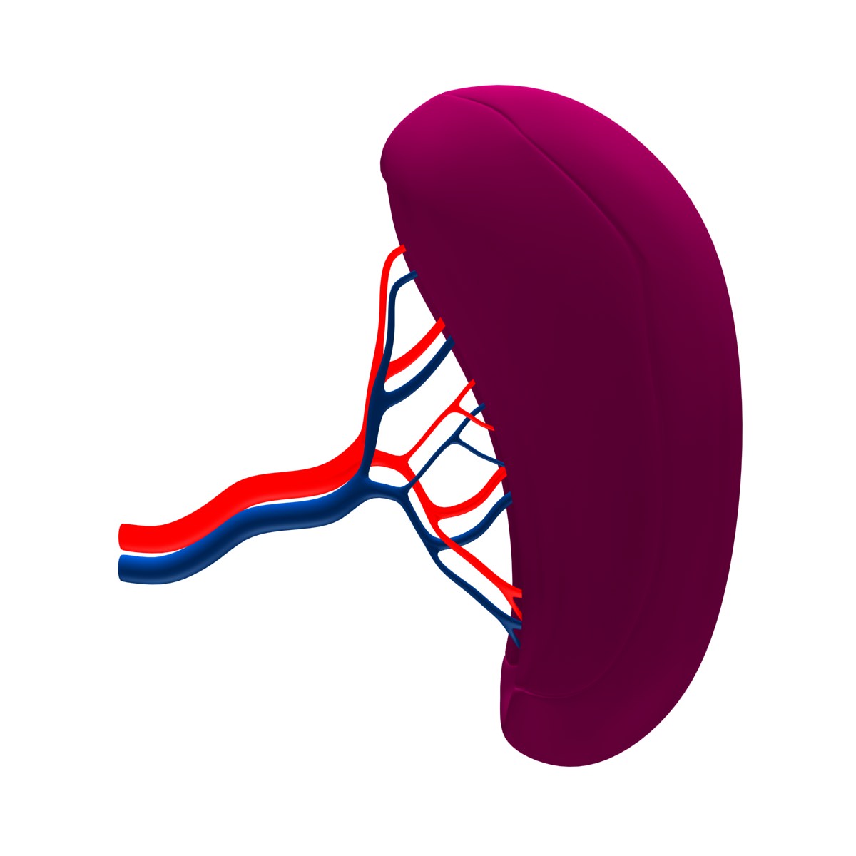Spleen Basic 3D model_2