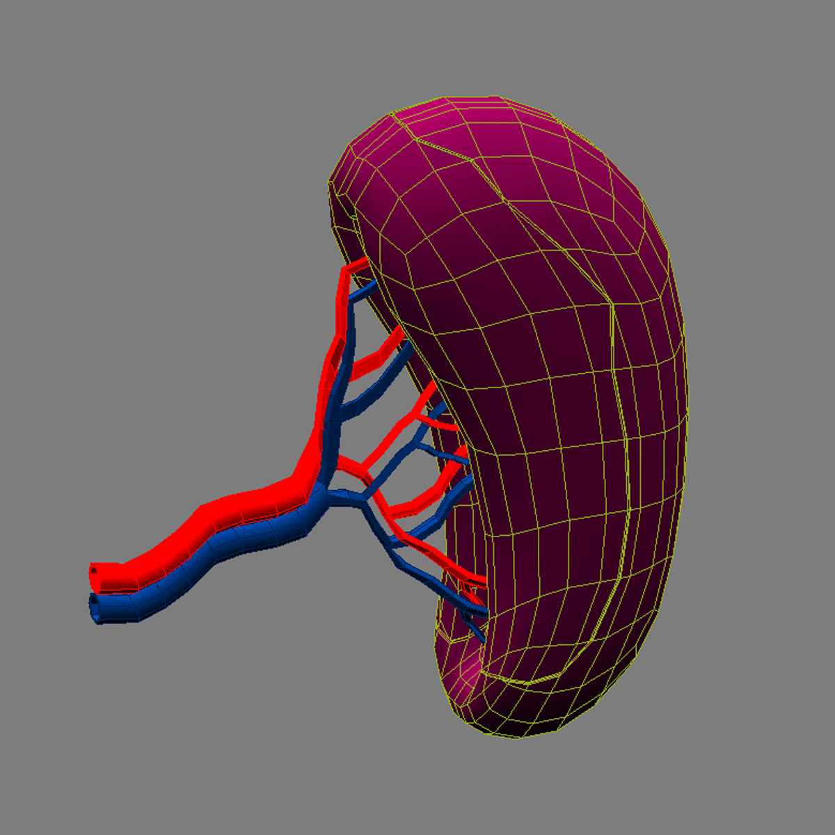 Spleen Basic 3D model_3