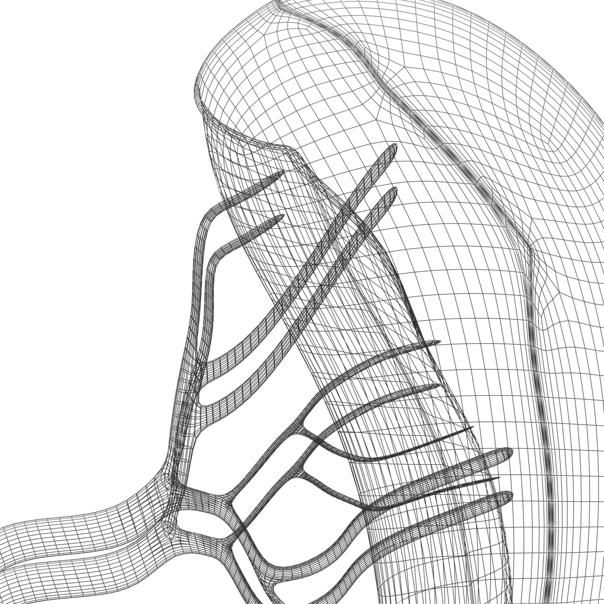 Spleen Basic 3D model_8