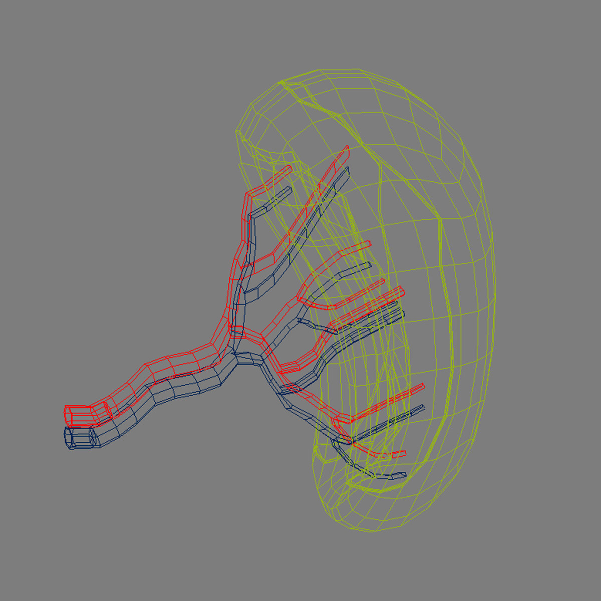 Spleen Basic 3D model_6