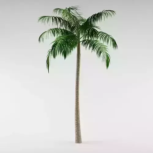Palm tree 02