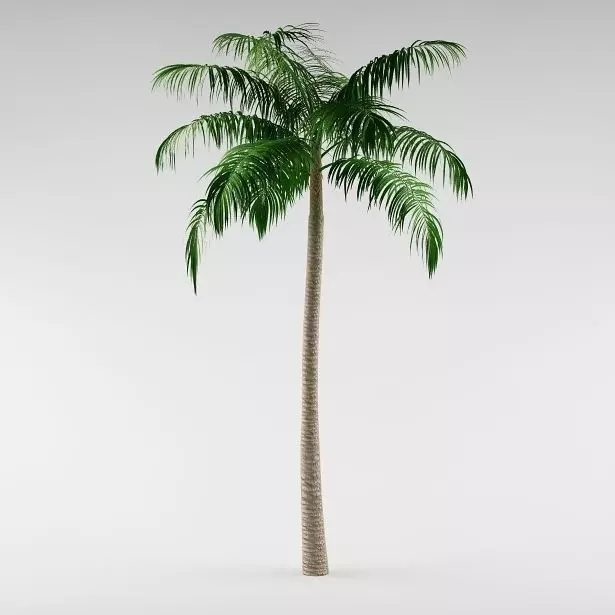 Palm tree 02 3D model