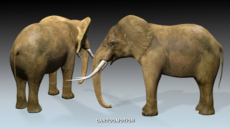 Elephant two elephants Low-poly 3D model_1