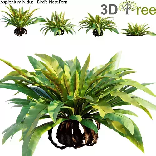 Asplenium Nidus - Bird-Nest Fern 01 3D model
