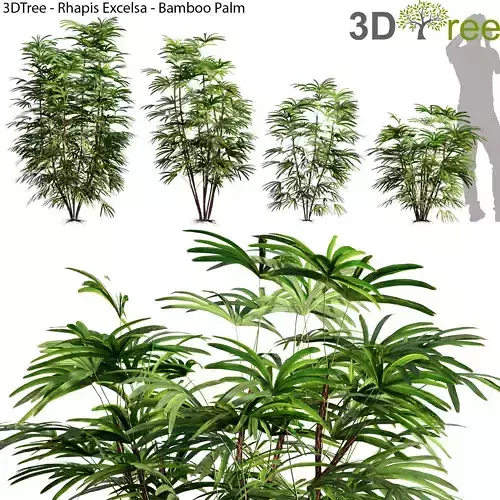 Rhapis Excelsa - Bamboo Palm 01 3D model