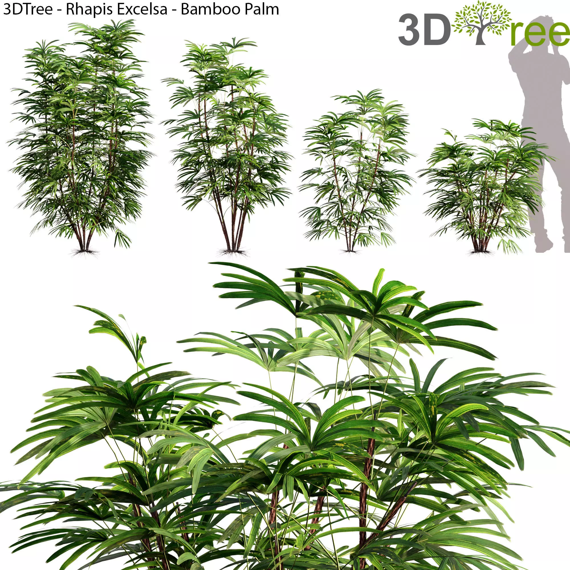 Rhapis Excelsa - Bamboo Palm 01 3D model