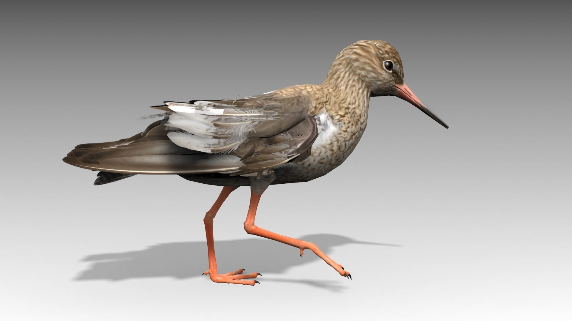 Redshank sandpiper Low-poly 3D model_4