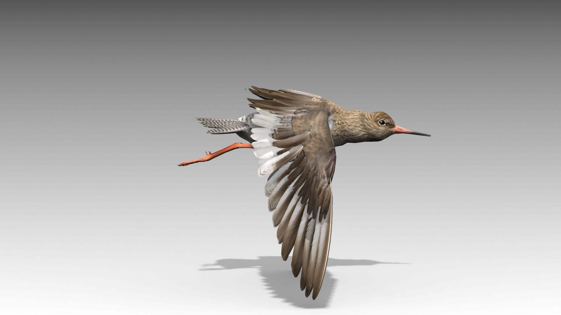 Redshank sandpiper Low-poly 3D model_7