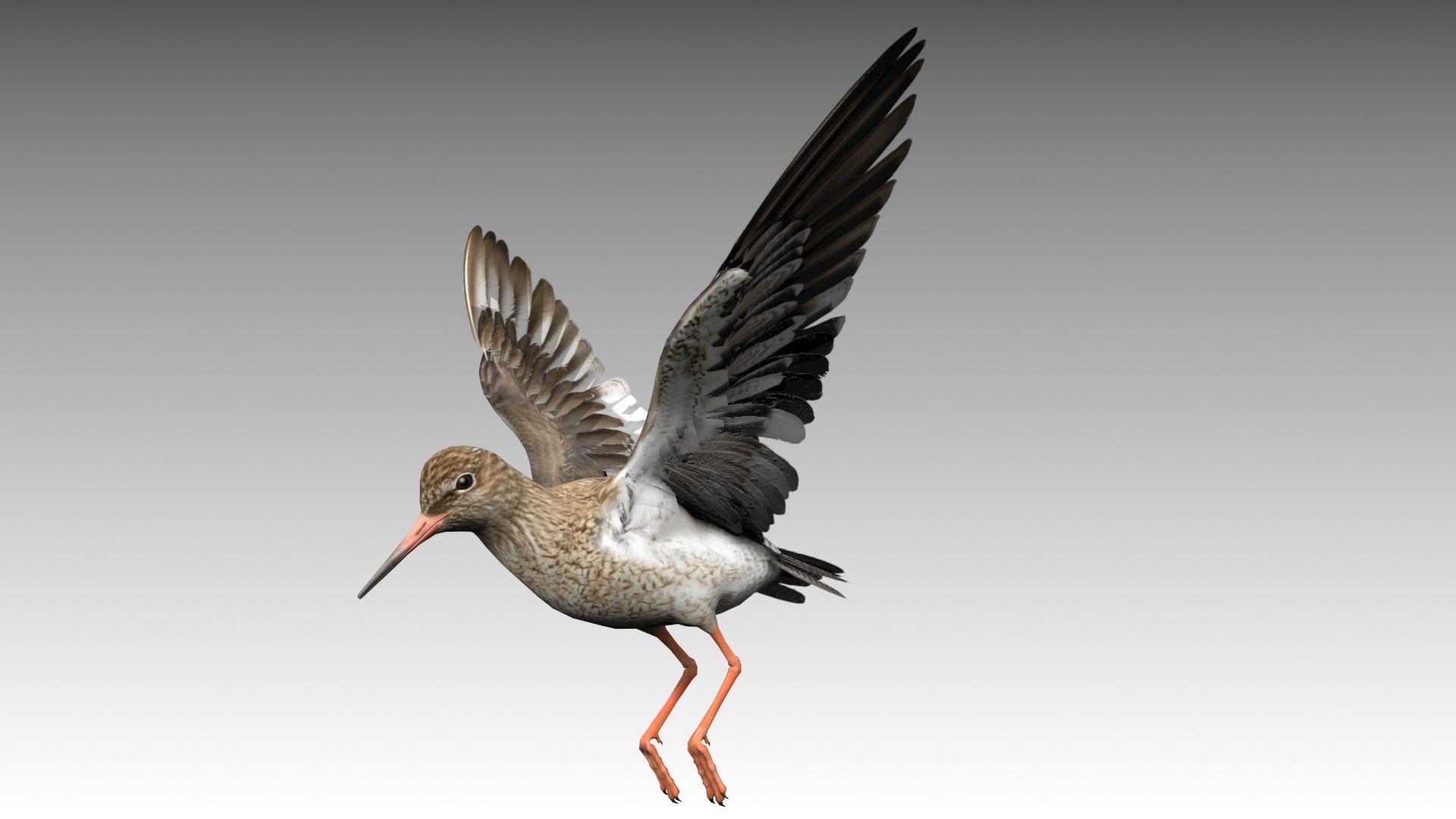Redshank sandpiper Low-poly 3D model_8