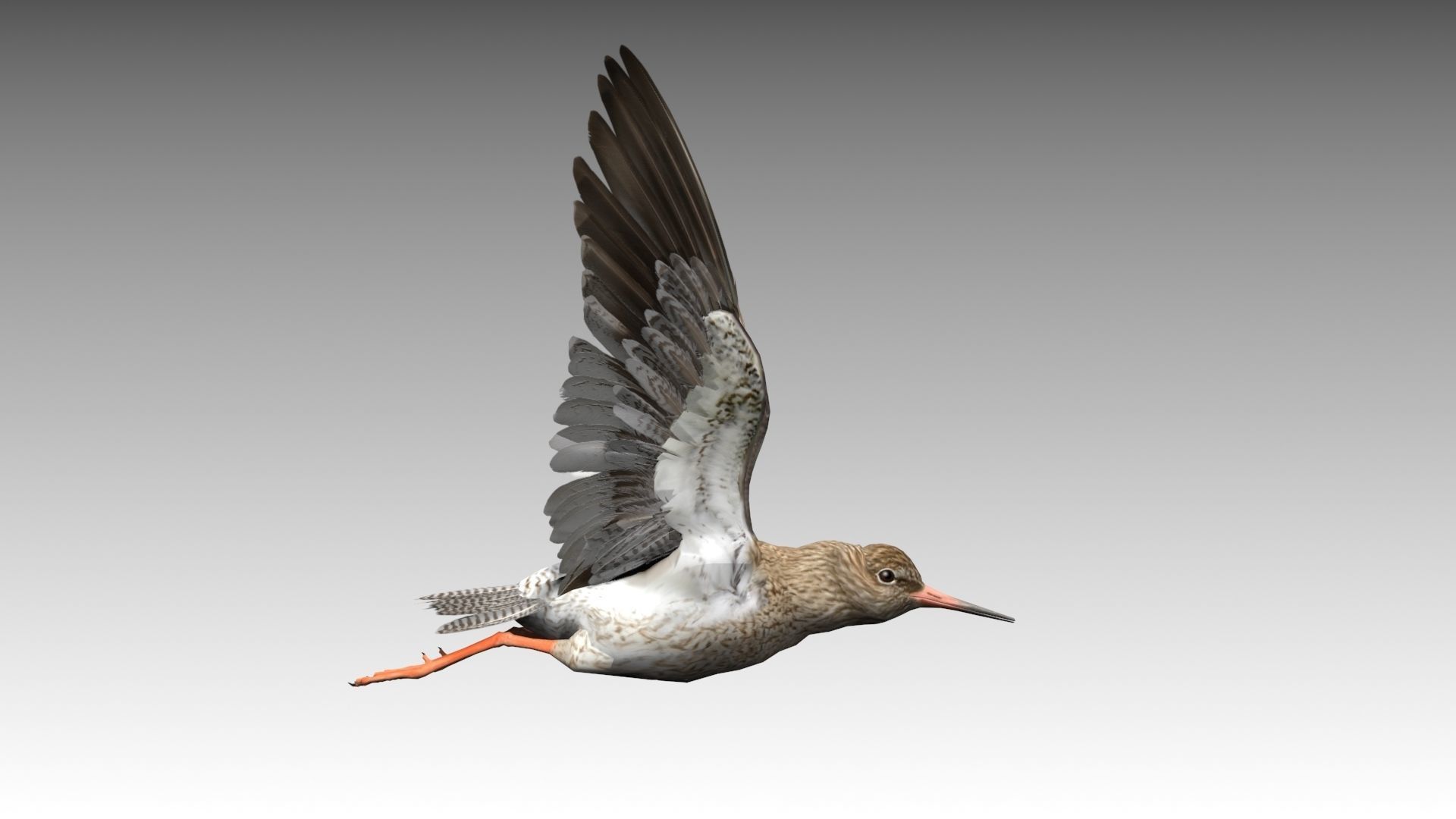 Redshank sandpiper Low-poly 3D model_6