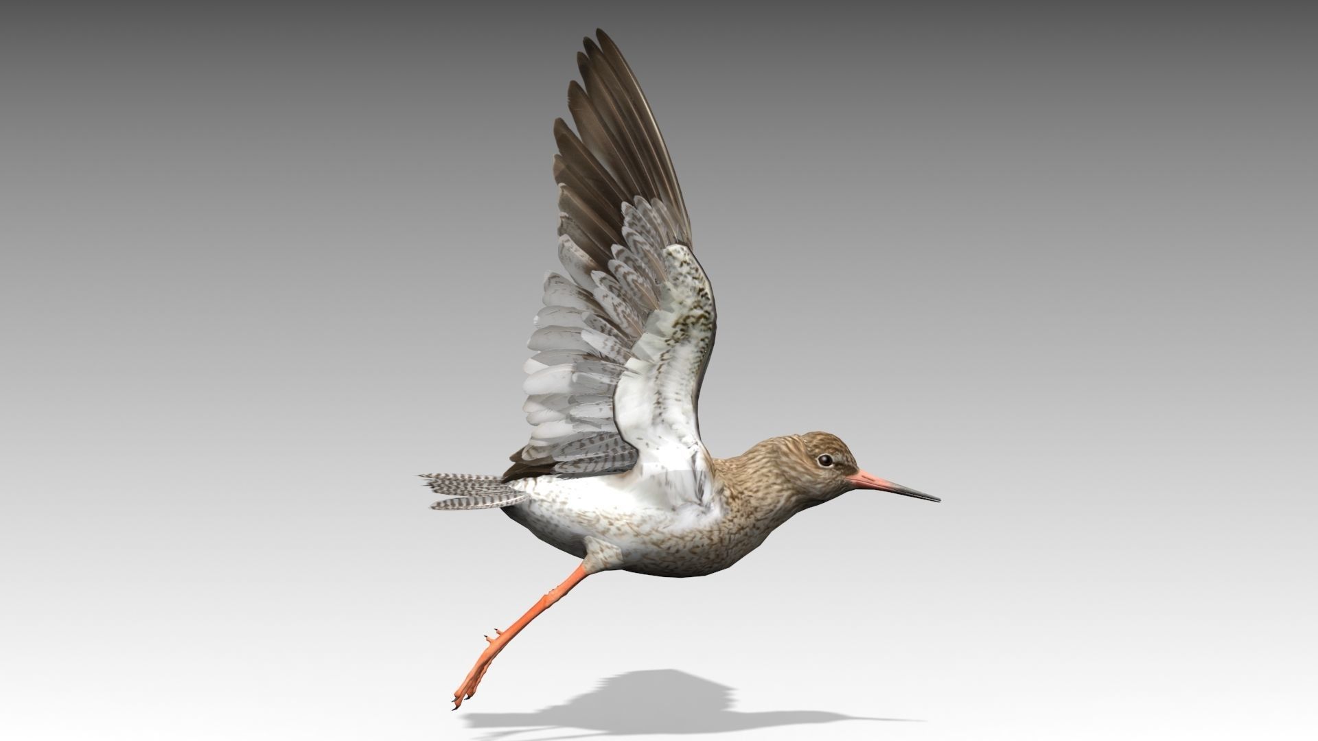 Redshank sandpiper Low-poly 3D model_5