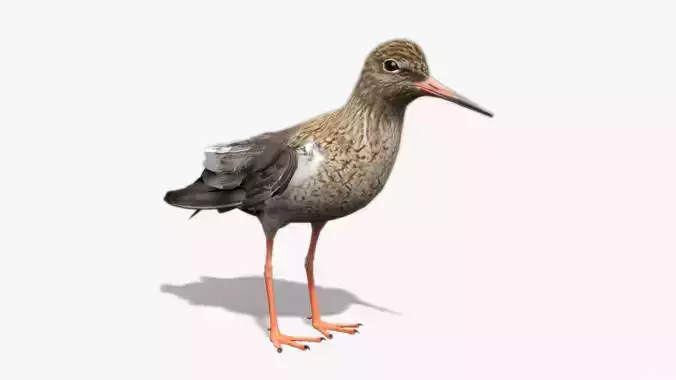 Redshank sandpiper Low-poly 3D model