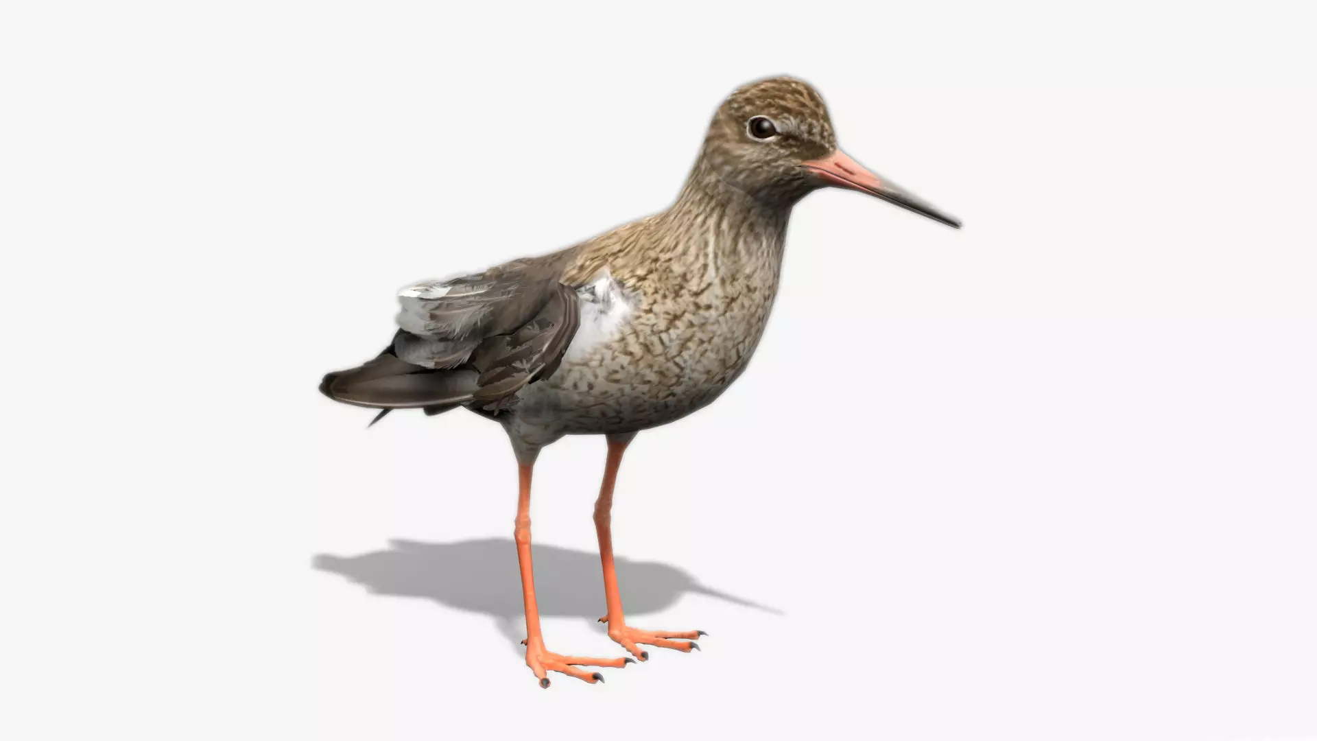 Redshank sandpiper Low-poly 3D model_0