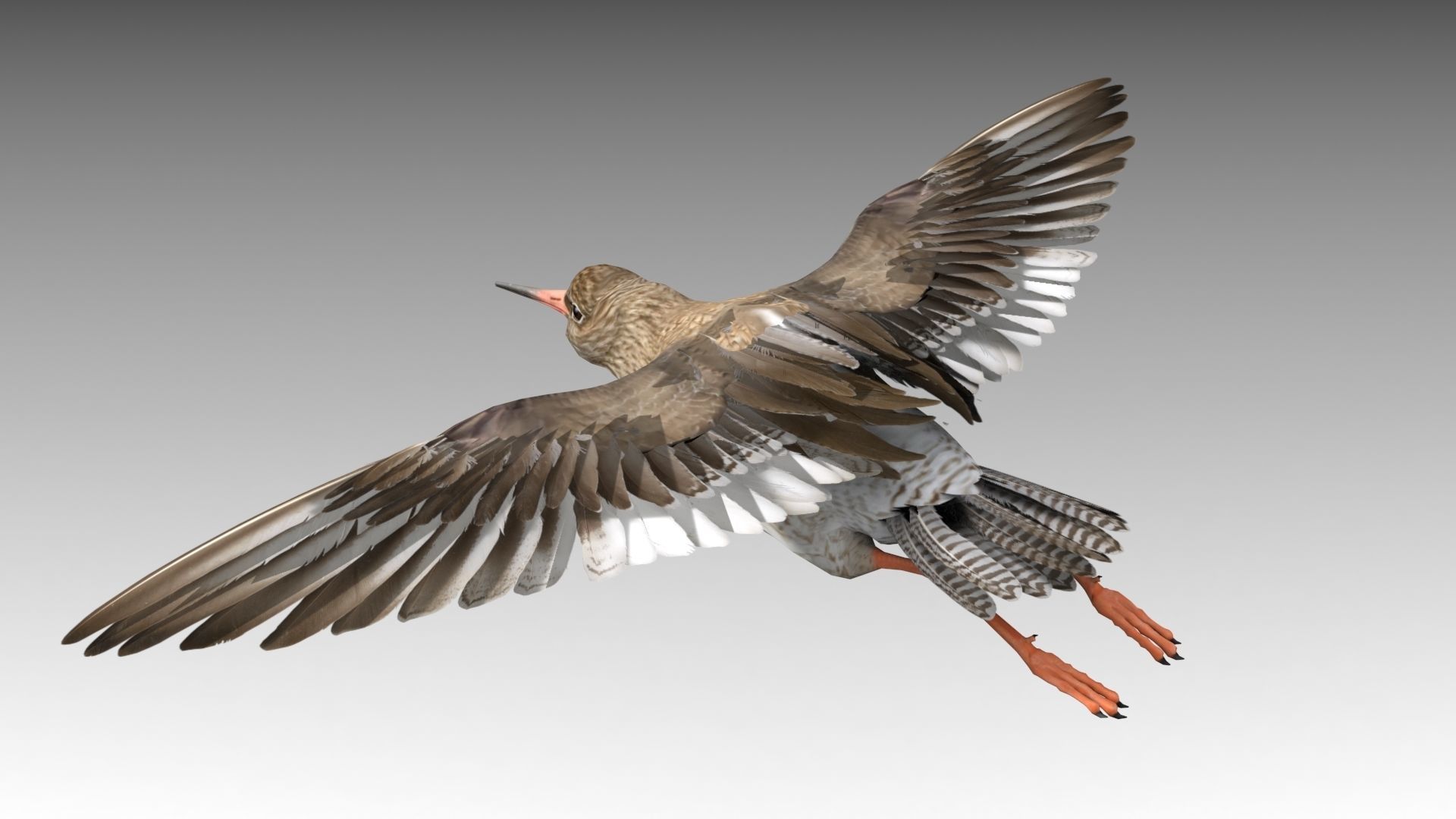 Redshank sandpiper Low-poly 3D model_9